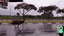 VIDEO: Un émeu est filmé courir à 40 km/h au milieu de la route