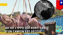 R.I.P: Ah Ho l’hippo de Taïwan est décédé dans d’atroces souffrances