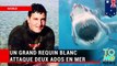 ATTAQUE DE REQUIN: Un grand requin blanc attaque deux ados en train de pêcher