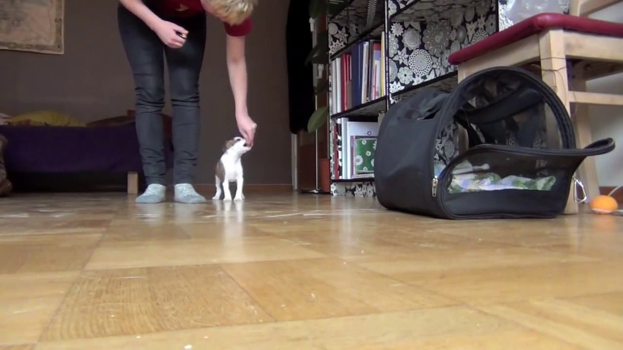 What are the first things to train and to avoid training