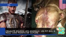 Cruauté envers les animaux: Un pittbul a reçu 1000 points de suture suite à une attaque