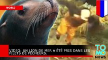 VIDEO: Un lion de mer a été pris dans les filets de marins pécheurs.