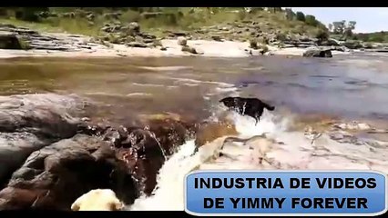 LOS ANIMALES  AYUDANDOSE  UNO A OTROS... VIDEO IMPACTANTE DE AMOR