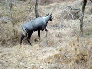 Ranthambore National Park
