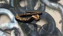 Invasion de Cobras: 150 cobras infestent les rues d’un petit village en Chine