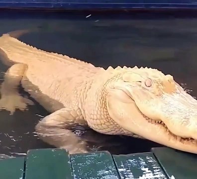 Descubre uno de los animales más raros del mundo el caimán albino