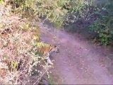 Tiger  Video - Ranthambore National Park
