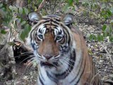 Tiger in Ranthambore national park India movie