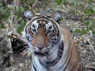 Tiger in Ranthambore national park India movie