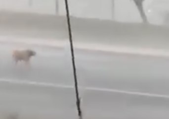 Dog Caught in North Queensland Thunderstorm