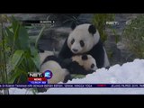 Panda Konservasi Penasaran dengan Salju - NET12
