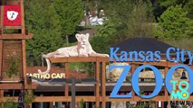 Sept singes se sont échappés du Zoo de Kansas City