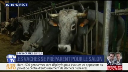 Salon de l'agriculture: Ashley Chevalier nous présente Églantine, l'égérie des vaches gasconnes
