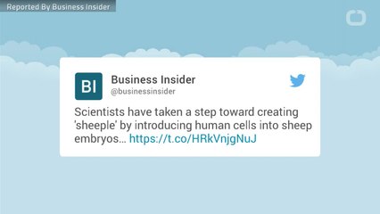 Scientists Are Growing Human Organs in Sheep