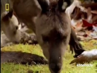 NHỮNG LOÀI VẬT NGUY HIỂM NHẤT AUSTRALIA TẬP-2