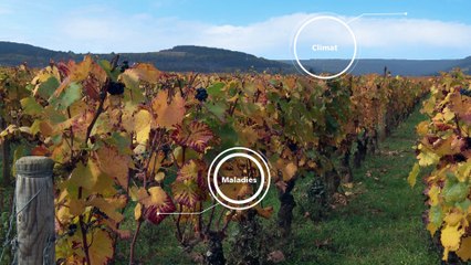 FUN-MOOC : OWU2 - Université de la Vigne et du Vin pour Tous 2