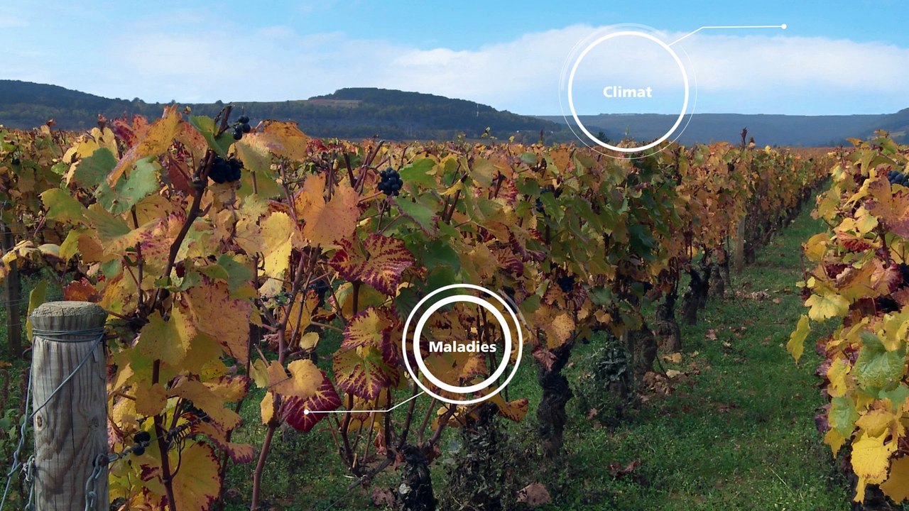 FUN-MOOC : OWU2 - Université de la Vigne et du Vin pour Tous 2
