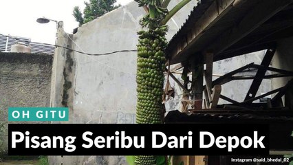 #OH GITU | Pisang Seribu Dari Depok