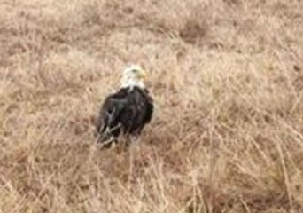 Game Warden Lets Bald Eagle Thaw Out in His Truck Following Ice Storm