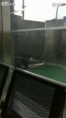 Man wipes anus with brick out of urgency