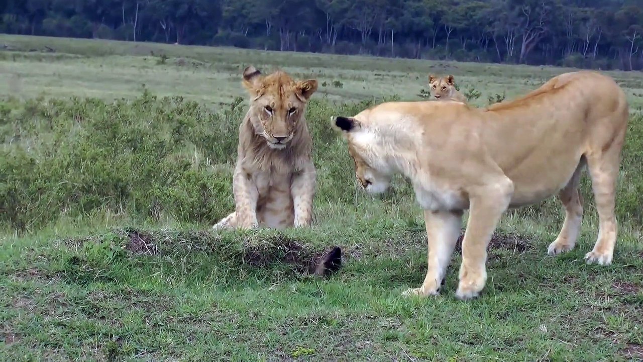 4 lionceaux VS 1 mangouste... Les gros chats ont peur de la petite bête