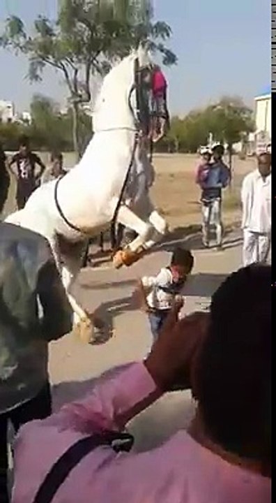 Halay Çeken Beyaz At Muhteşem Görüntüler Mutlaka İzleyin  (animal diary)