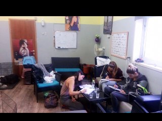 כולם רוצים להיות הכלב הכי יפה