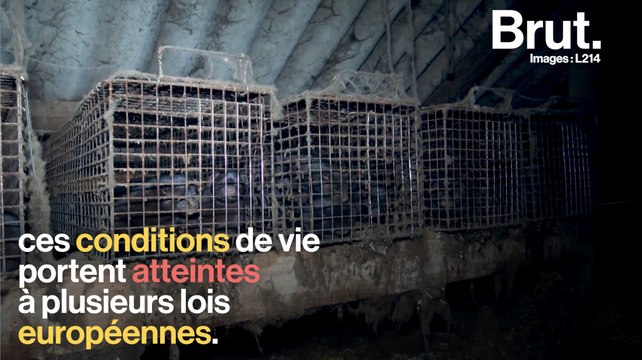 Industrie de la fourrure : L214 dénonce les conditions de vie déplorables des visons