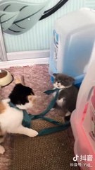 omg,can someone count how many hits on that cat's face