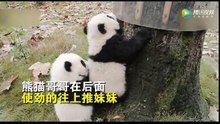Panda brother helps his sister climbing the treeee