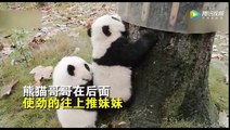 Panda brother helps his sister climbing the treeee