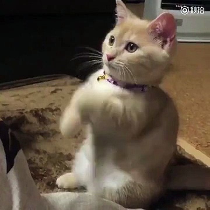 Fortune Cat