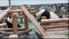 Panda massage