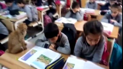 Kedi Tombi Yeniden Okula Döndü