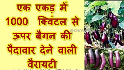 Baingan Ki jabardast Variety-VNR212. Seeds for Brinjal. Excellent Variety