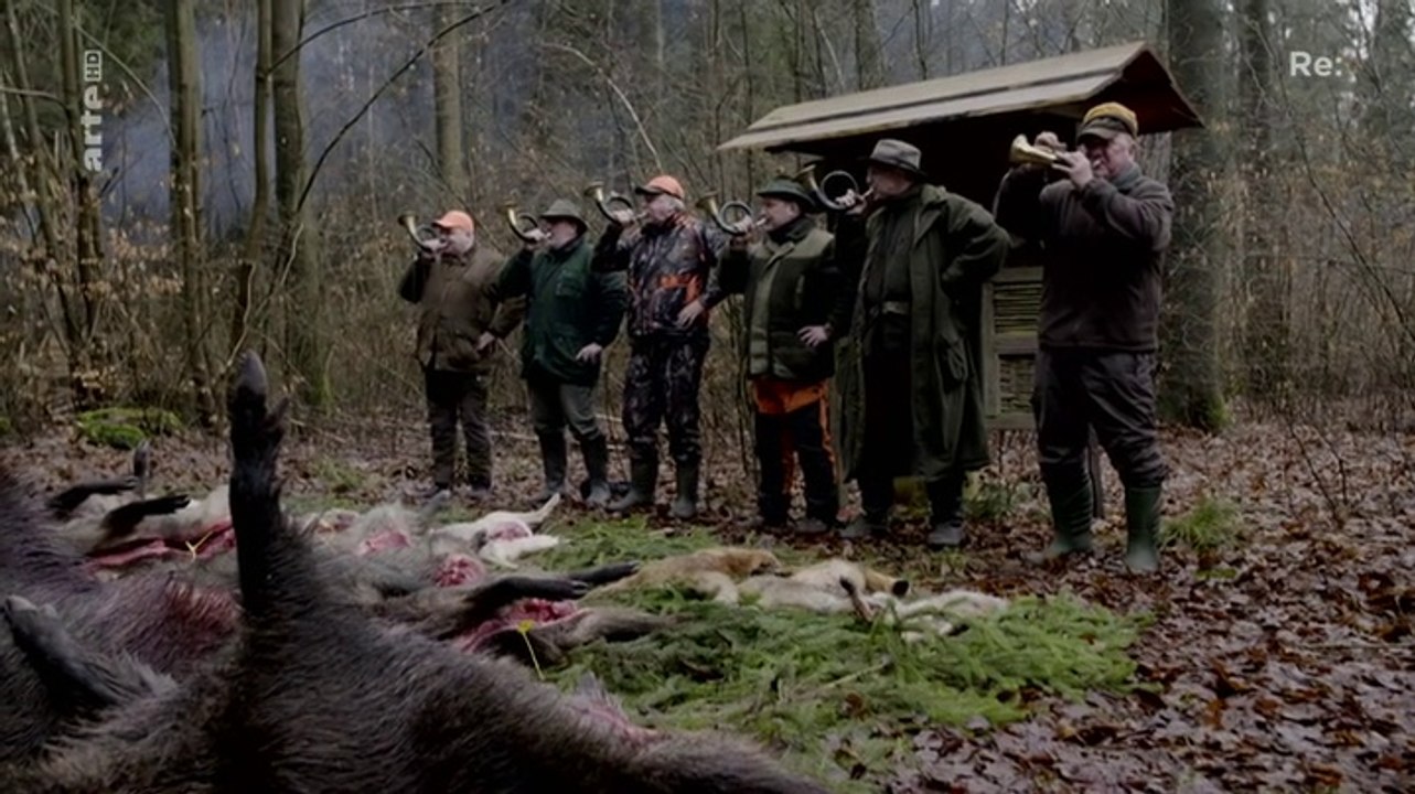 Wie Europa mit der Schweine-Seuche umgeht