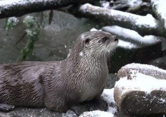 Animals at Oregon Zoo Take Advantage of Snow Day