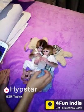 Monkey baby -milk drinking