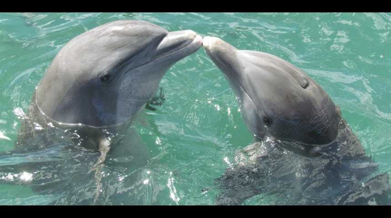 "Non, l'homosexualité n'est pas contre nature. La preuve par les animaux"