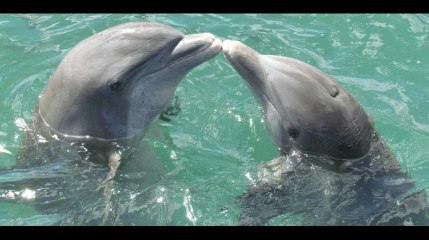 "Non, l'homosexualité n'est pas contre nature. La preuve par les animaux"