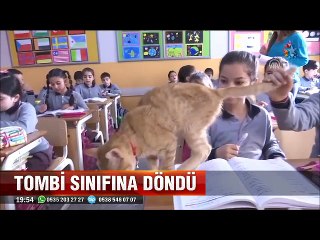 Sınıfına geri dönen Tombi kedi öğrencileri böyle sevindirdi