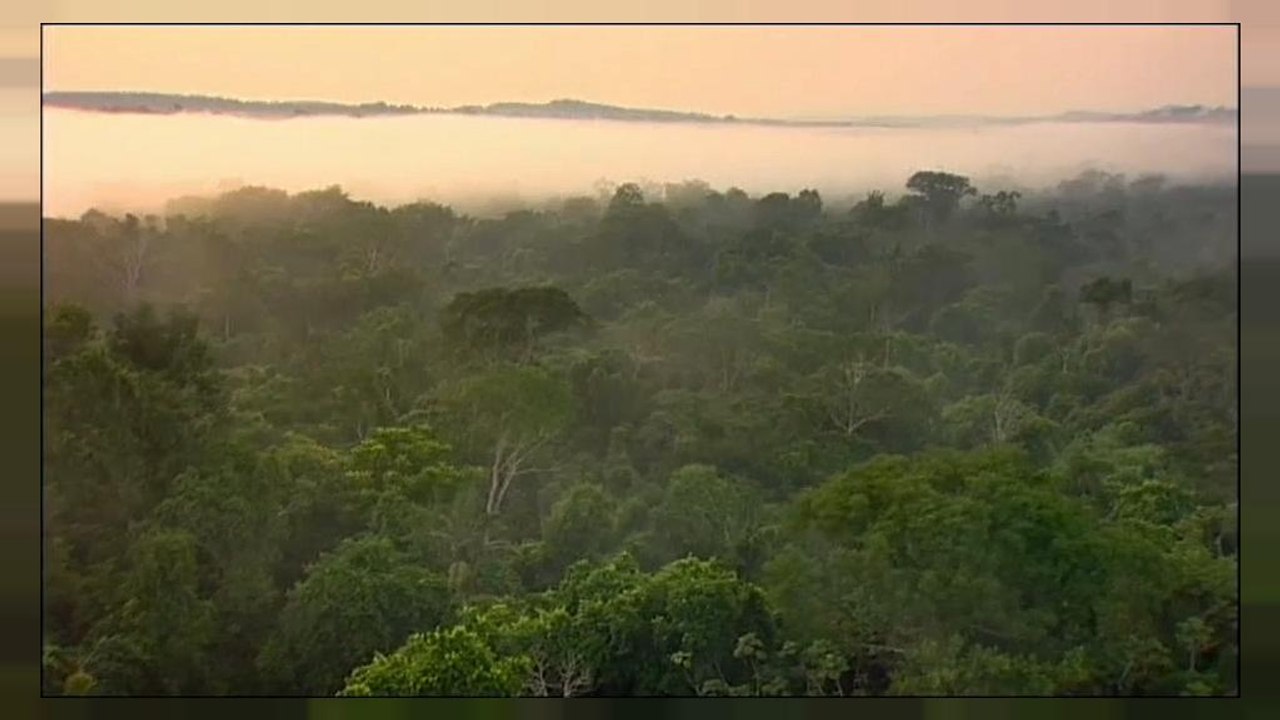 Amazonas-Regenwald könnte zur Savanne werden