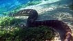 Ce serpent Python géant marche sous l'eau tranquillement !