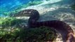 Ce serpent Python géant marche sous l'eau tranquillement !