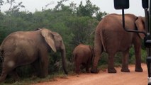 Bébés éléphants