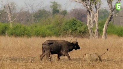 Prédateurs - Lions vs buffle : l'ultime combat