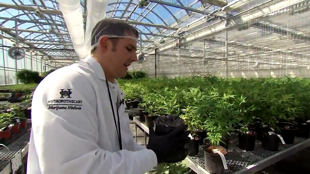 Une visite chez le producteur de cannabis médical Hydropothicaire extrait