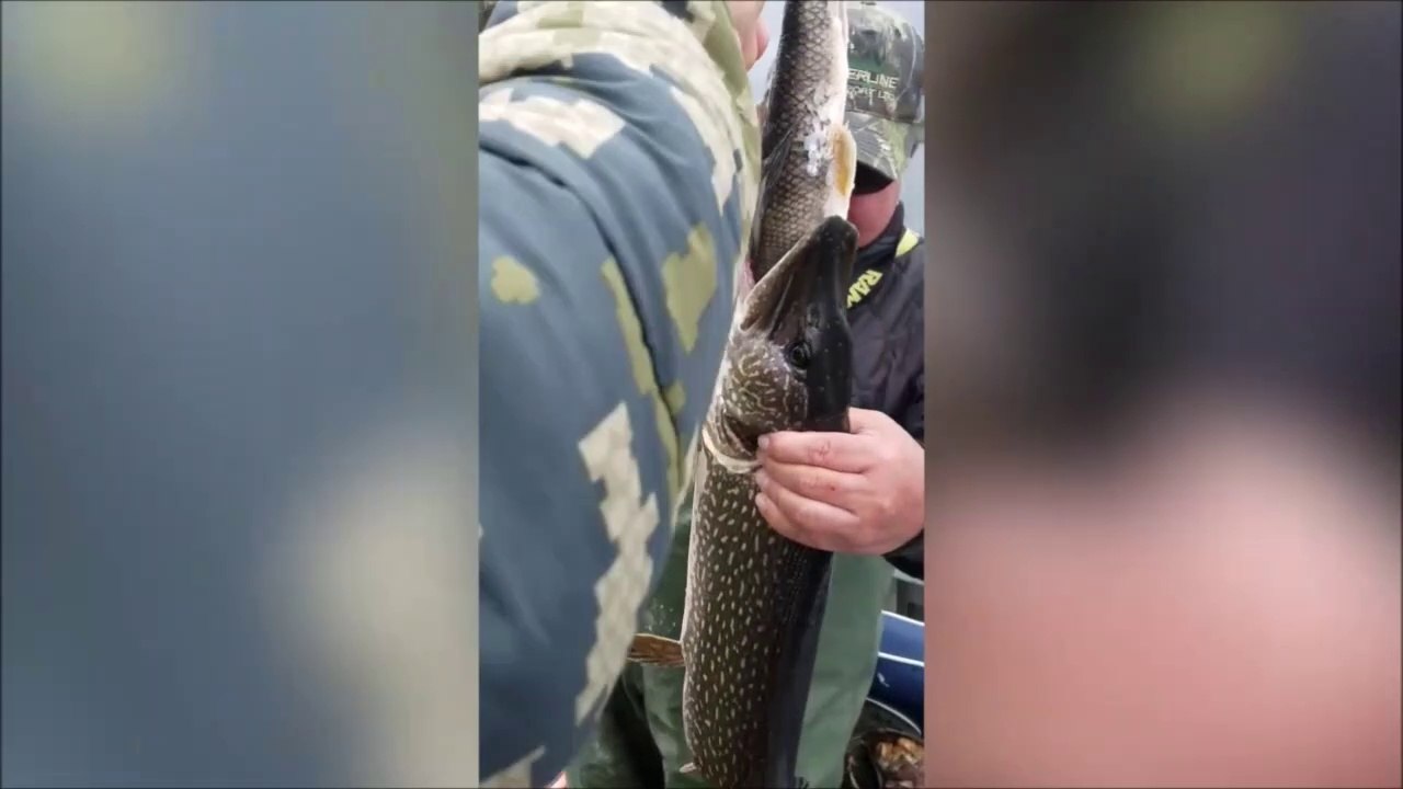 Ce brochet a voulu dévorer un poisson aussi gros que lui... Pas facile