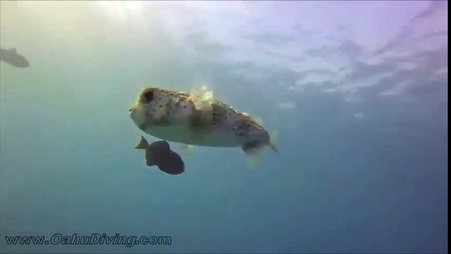 Ce poisson globe vient demander des calins à un plongeur