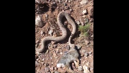 Il filme un serpent qui embarque un gros lapin... Affamé le reptile